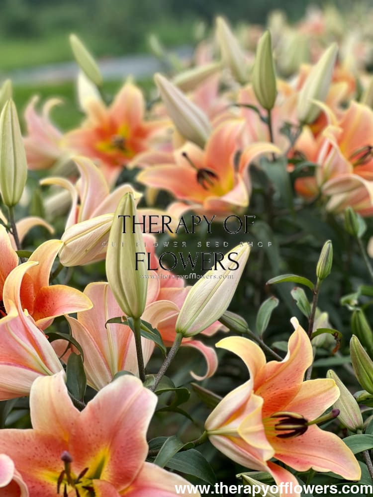 Lilium longiflorum x oriental hybrid Lily Zelmira (OT) therapyofflowers.com