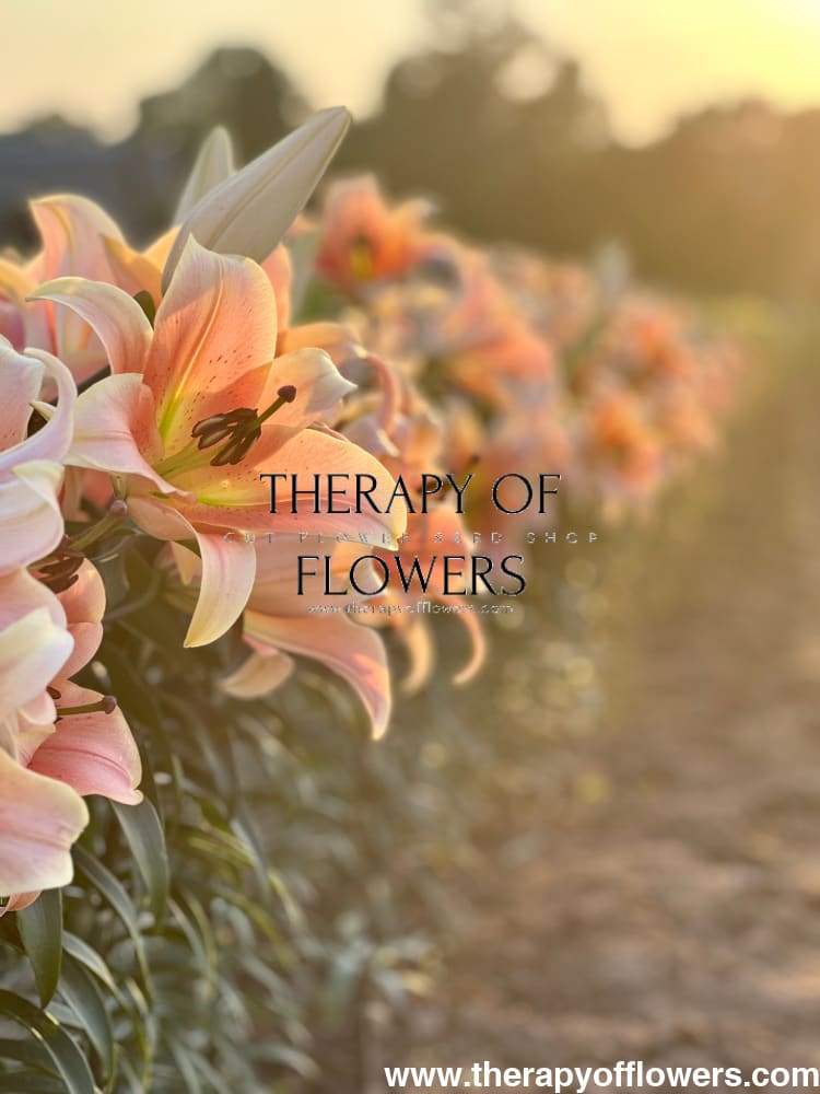 Lilium longiflorum x oriental hybrid Lily Zelmira (OT) therapyofflowers.com