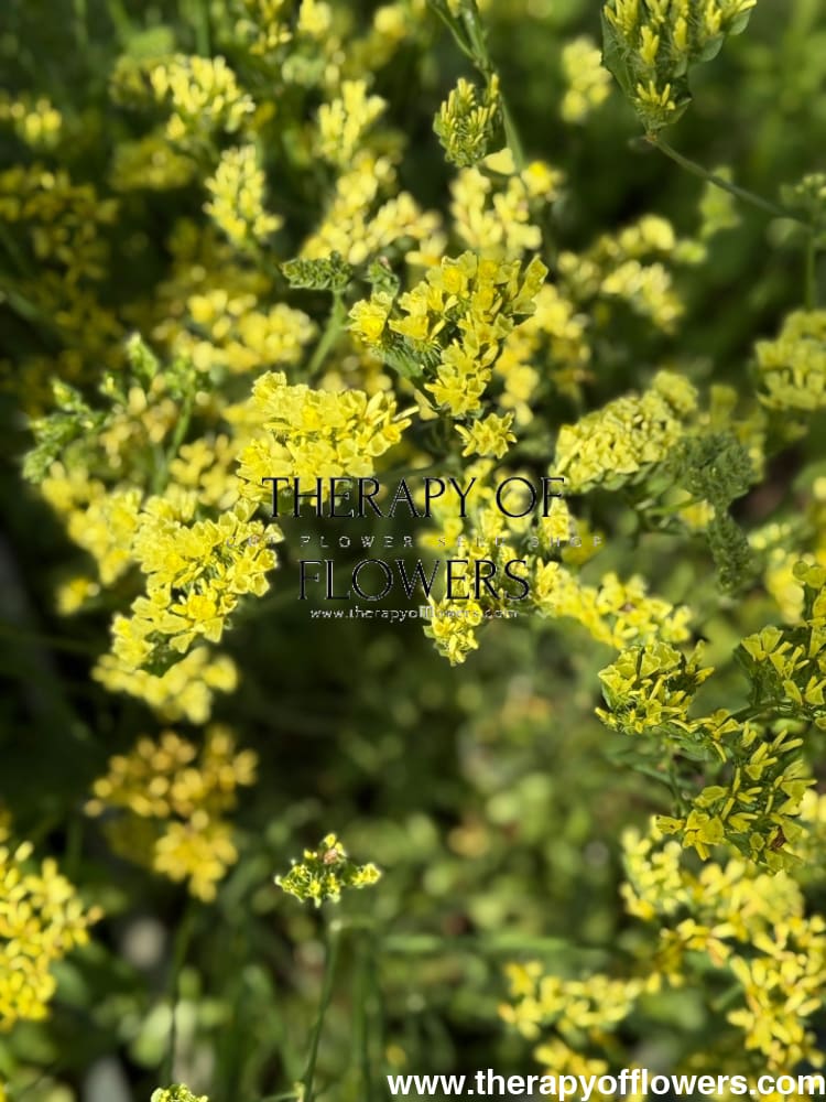 Limonium bonduelii | Statice | Delicate pale yellow blooms therapyofflowers.com