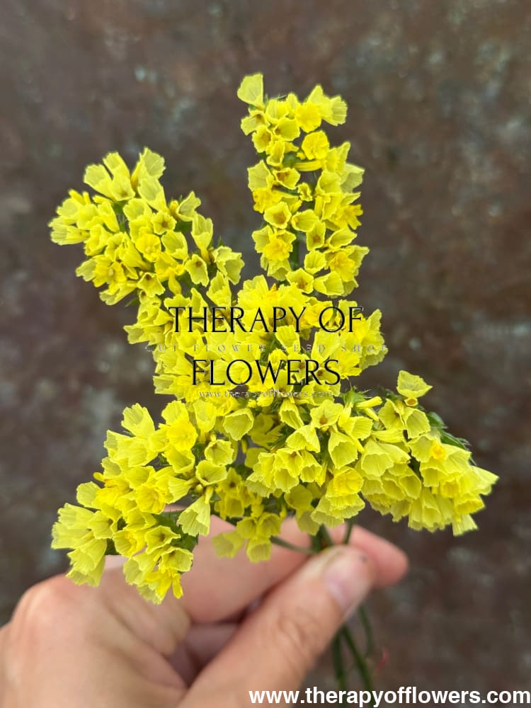 Limonium bonduelii | Statice | Delicate pale yellow blooms therapyofflowers.com