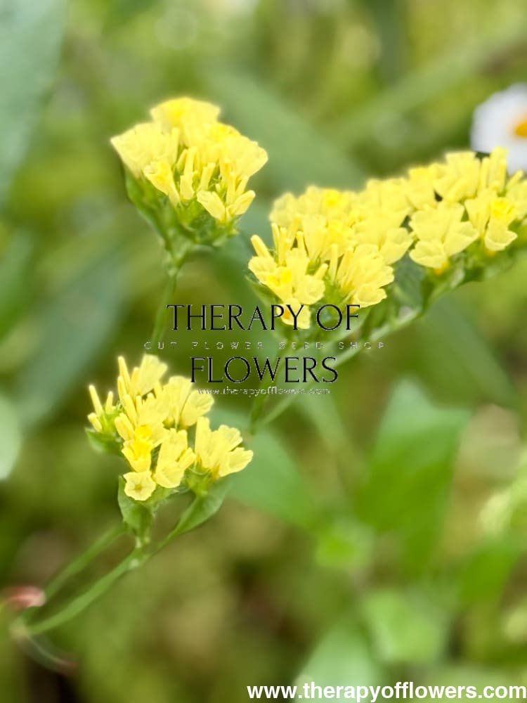 Limonium bonduelii | Statice | Delicate pale yellow blooms therapyofflowers.com
