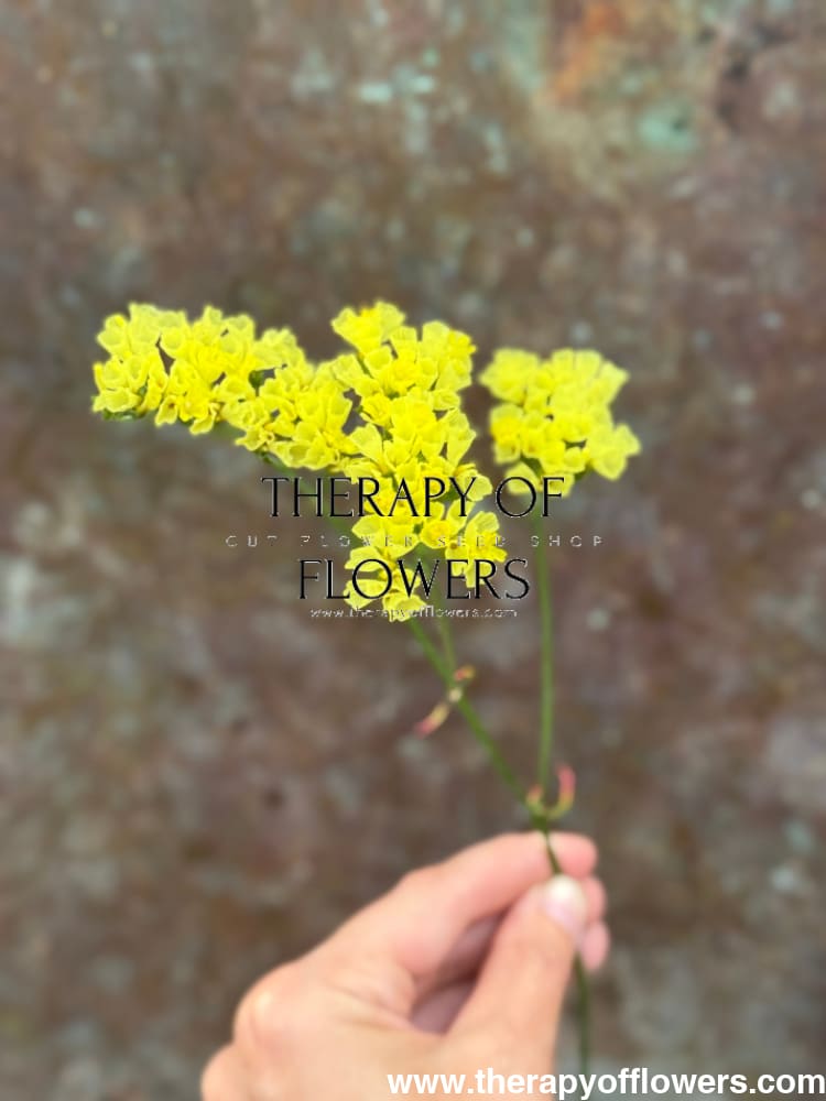 Limonium bonduelii | Statice | Delicate pale yellow blooms therapyofflowers.com