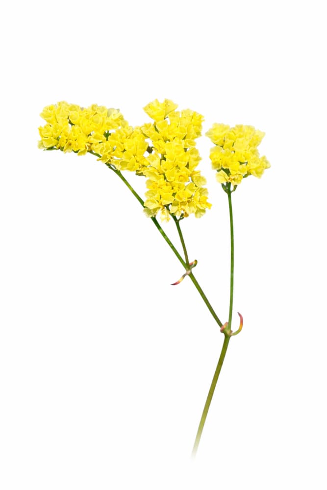 Limonium bonduelii | Statice | Delicate pale yellow blooms therapyofflowers.com
