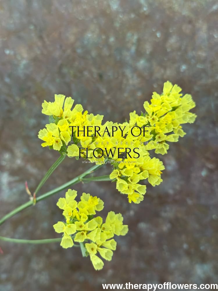 Limonium bonduelii | Statice | Delicate pale yellow blooms therapyofflowers.com