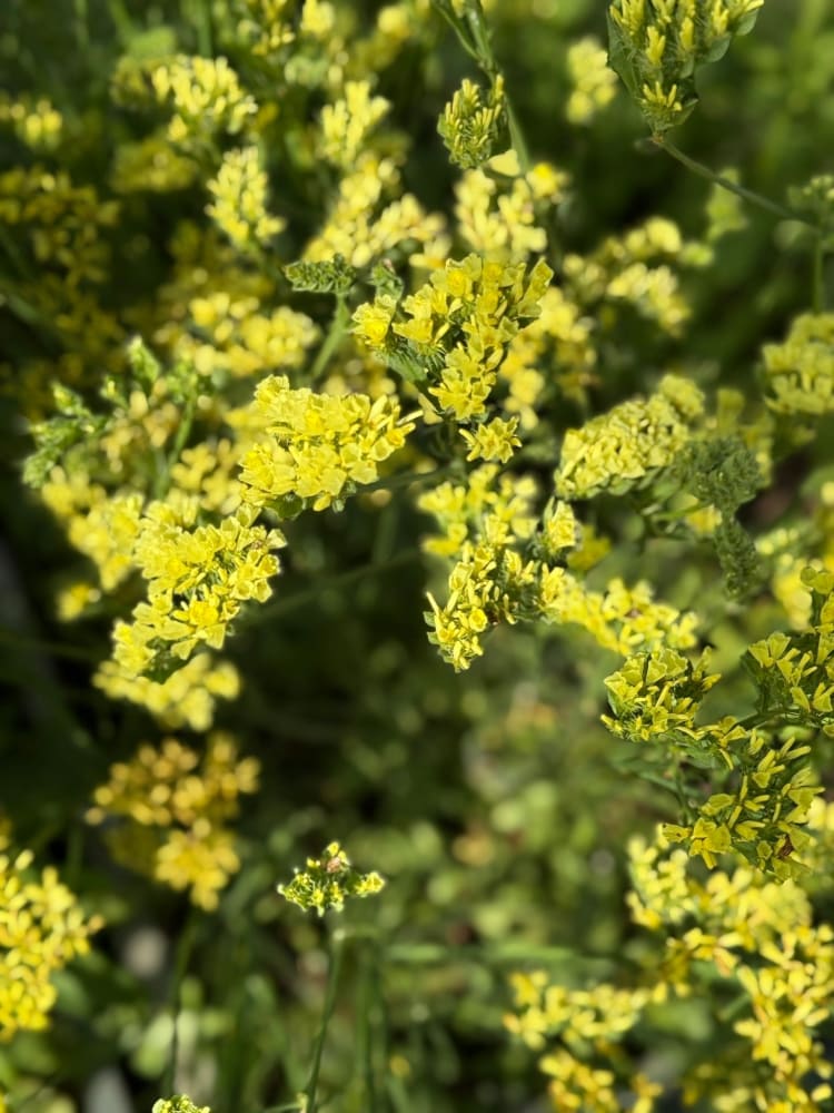 Limonium bonduelii | Statice | Delicate pale yellow blooms therapyofflowers.com