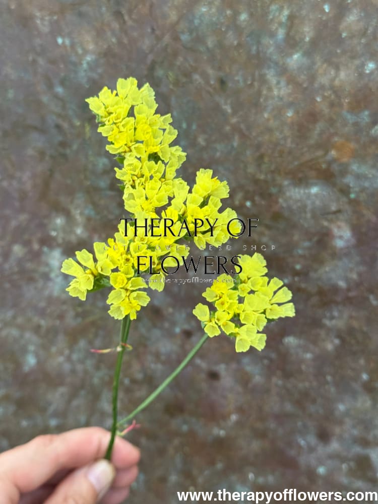 Limonium bonduelii | Statice | Delicate pale yellow blooms therapyofflowers.com