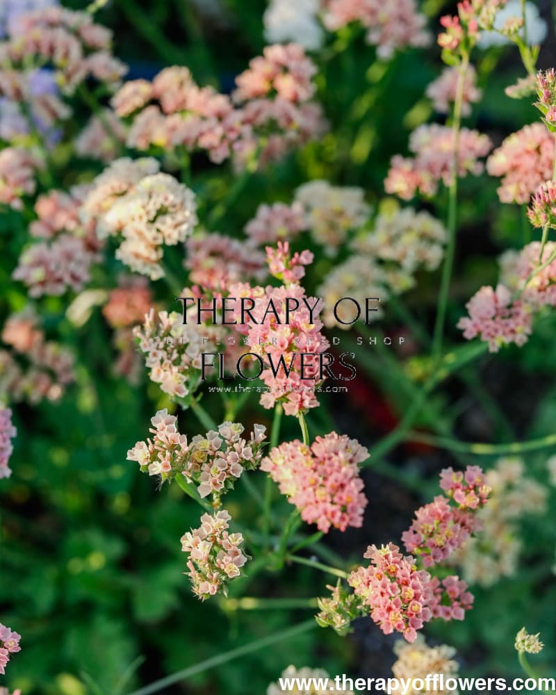 Limonium sinuatum QIS® Apricot | Statice - 20 seeds / 50–75cm - Seeds