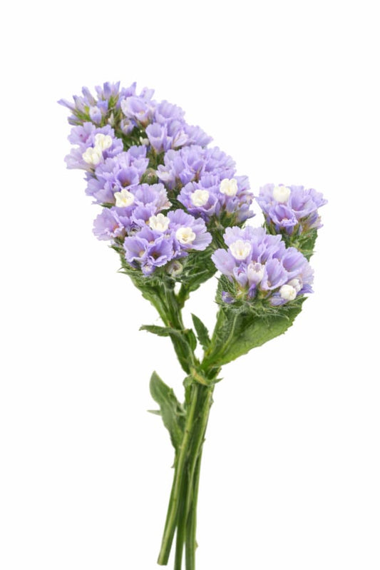 Limonium sinuatum QIS® Lavander | Statice - 20 seeds / 75 - 80 cm - seeds