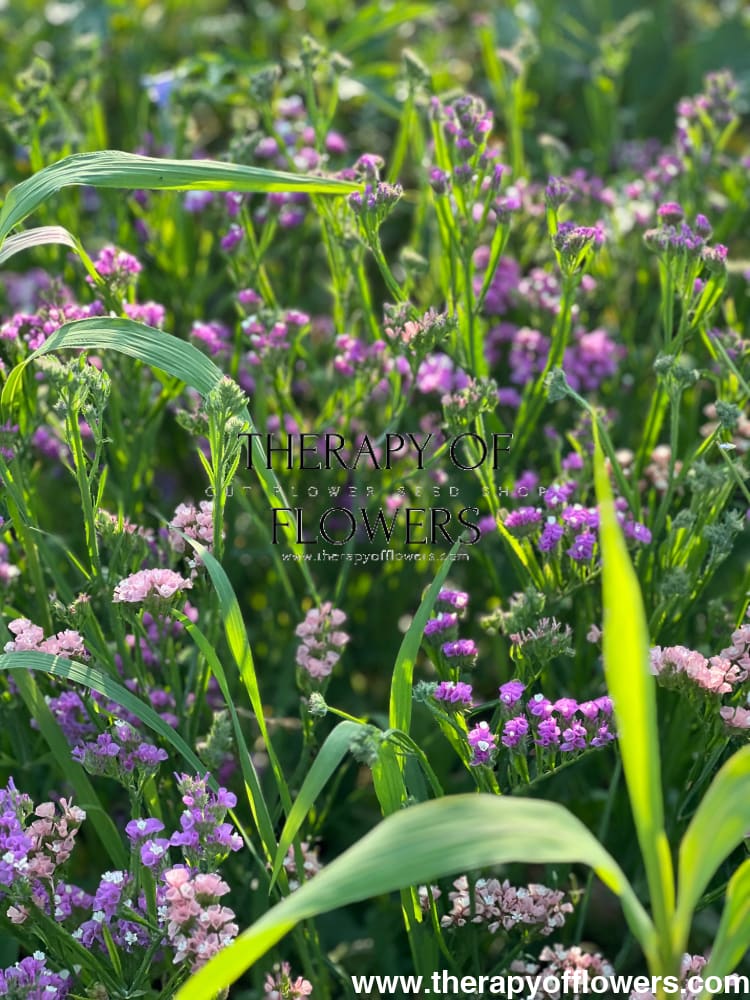 Limonium QIS® Lavander therapyofflowers.com