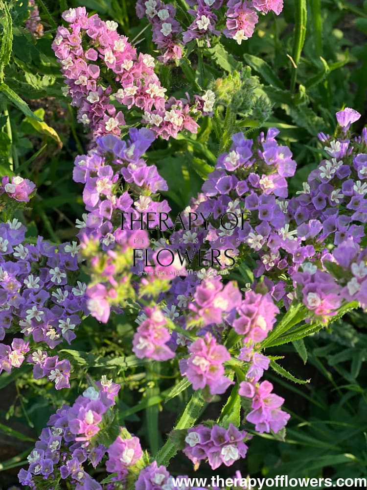 Limonium QIS® Lavander therapyofflowers.com