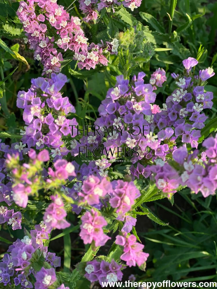 Limonium QIS® Lavander therapyofflowers.com