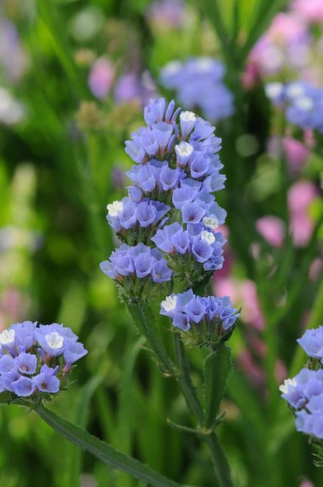 Limonium QIS® Pale blue