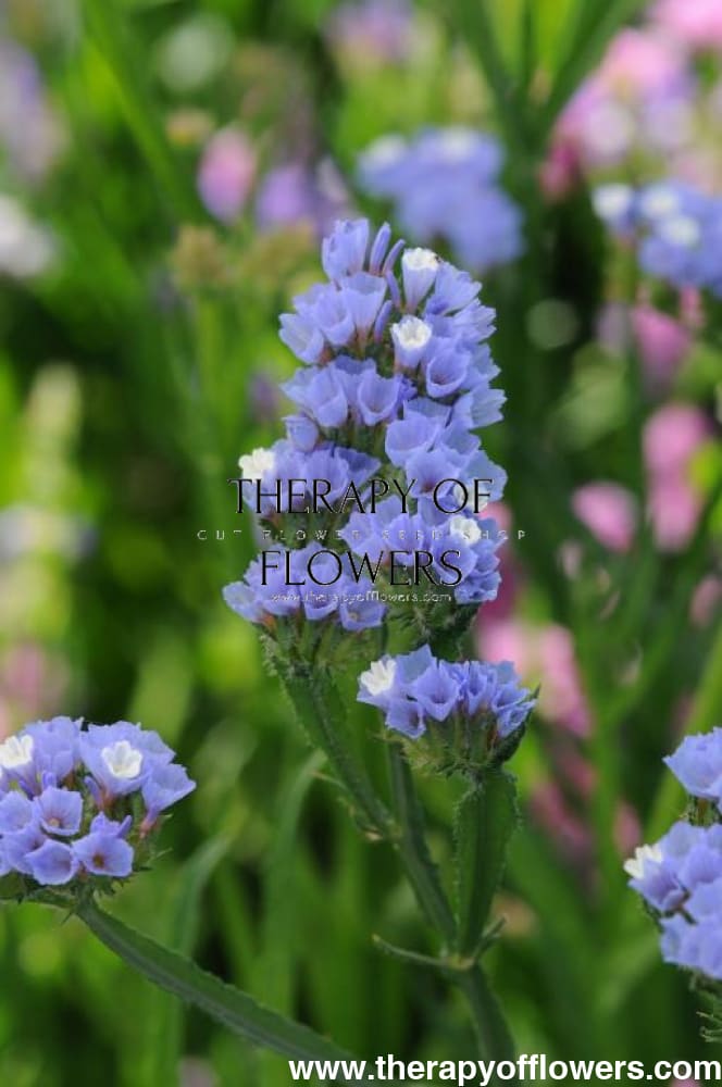 Limonium QIS® Pale blue