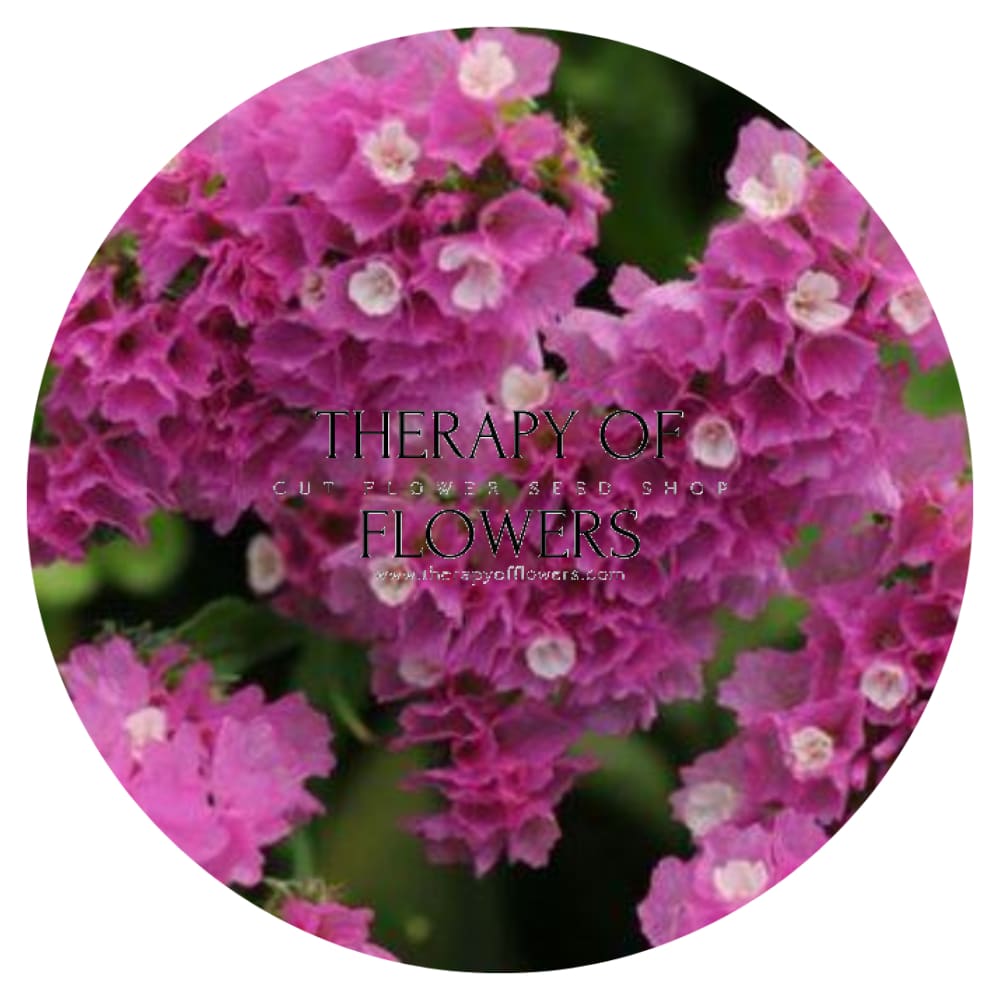 Limonium QIS® Rose therapyofflowers.com