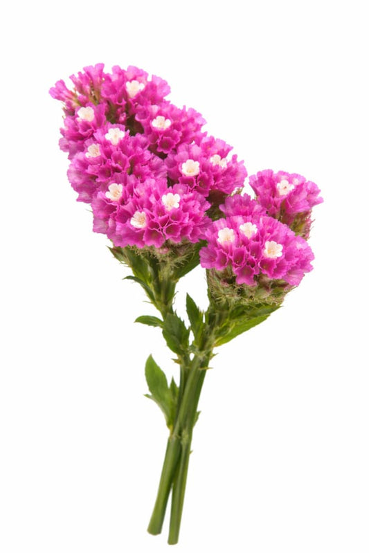 Limonium sinuatum QIS® Rose | Statice - 20 seeds / 75 - 80 cm - seeds