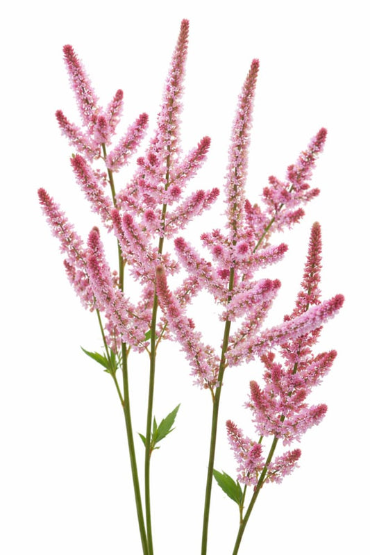Limonium suworowii | Pink Pokers