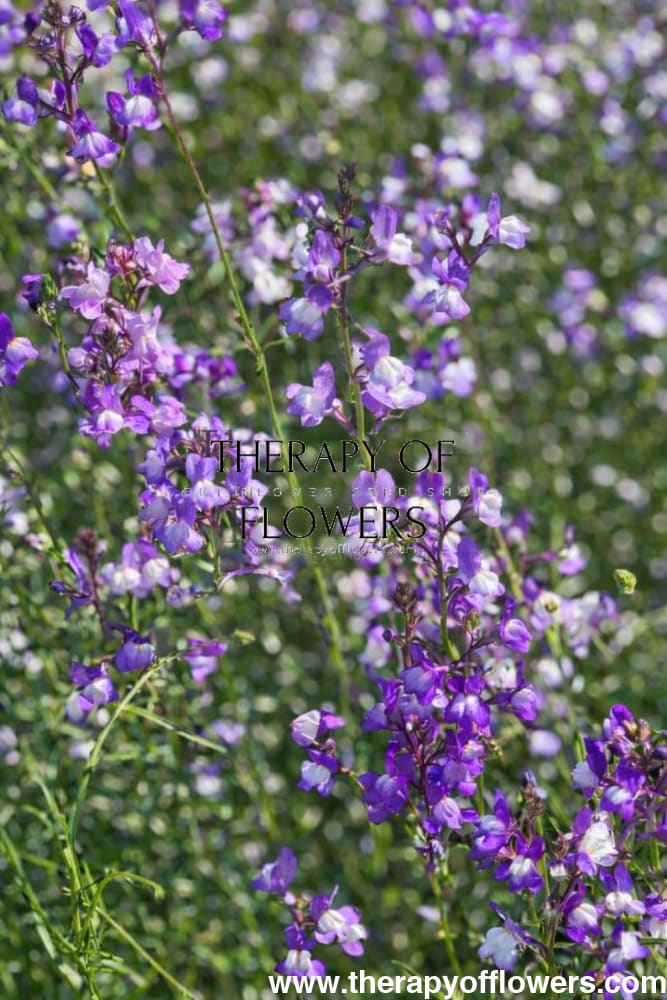 Linaria maroccana Licilia Azure | Toadflax therapyofflowers.com
