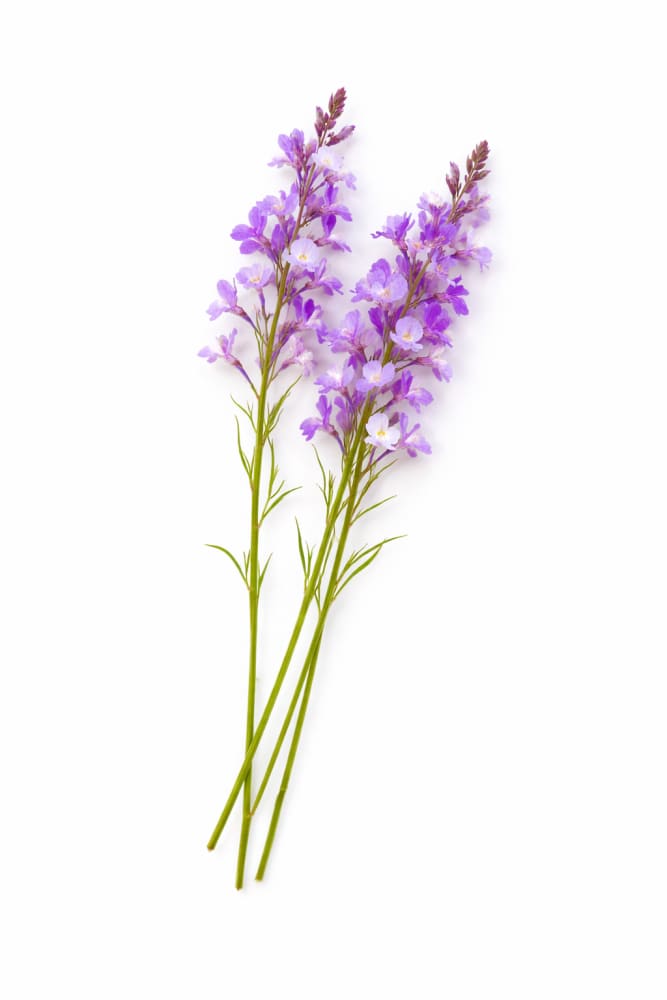 Linaria maroccana Licilia Azure | Toadflax therapyofflowers.com