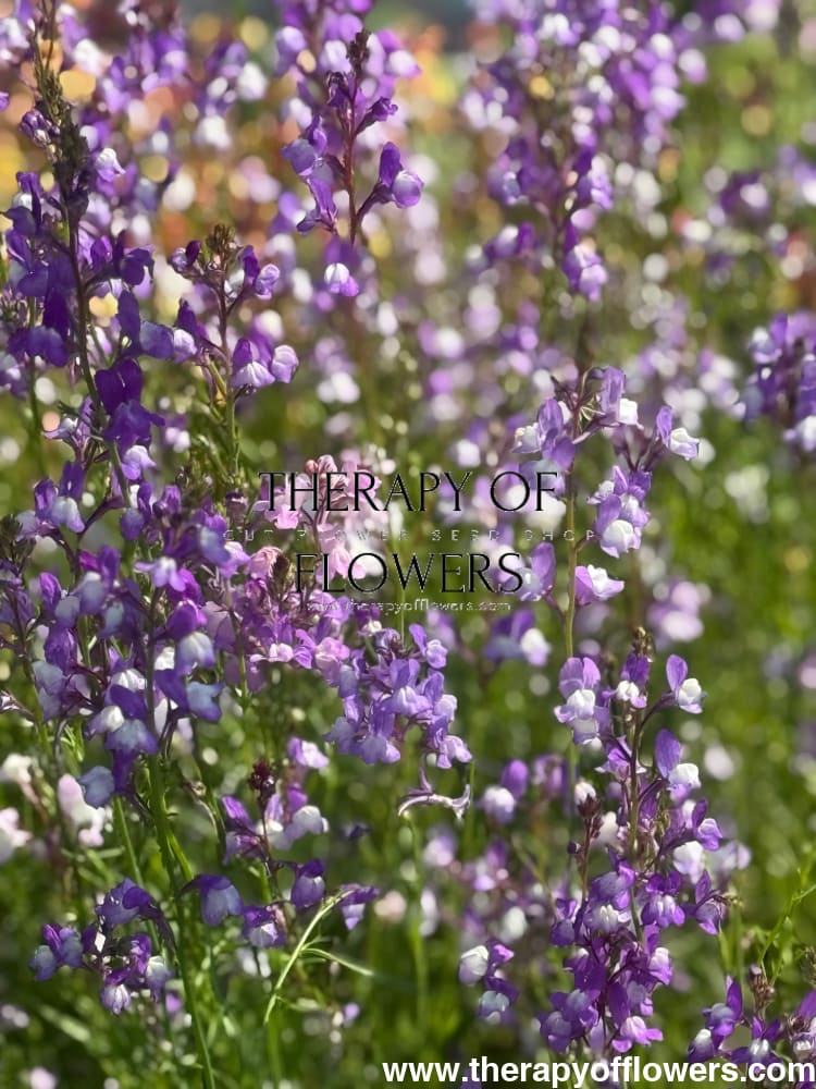 Linaria maroccana Licilia Azure | Toadflax Baby Snapdragon