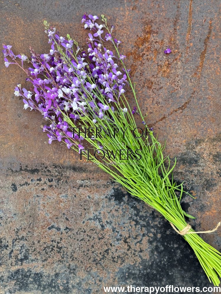 Linaria maroccana Licilia Azure | Toadflax therapyofflowers.com