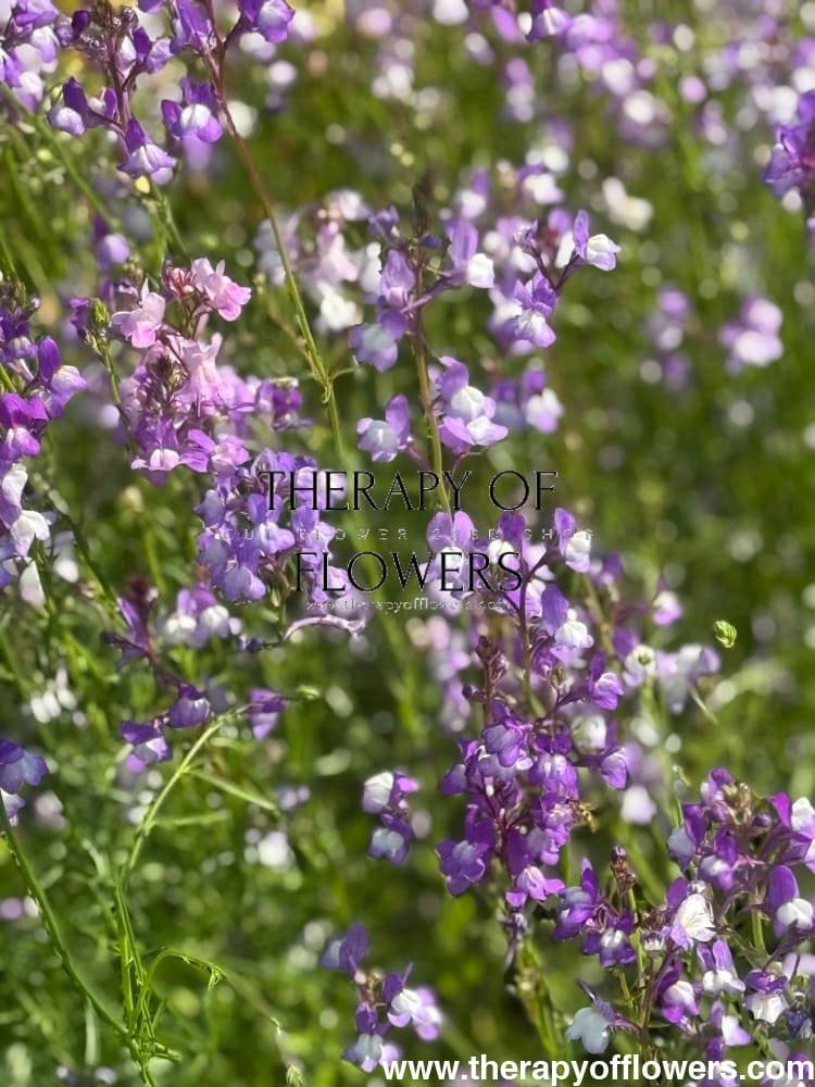 Linaria maroccana Licilia Azure | Toadflax Baby Snapdragon