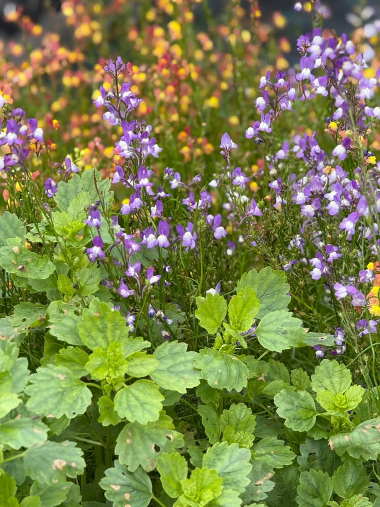 Linaria maroccana Licilia Azure | Toadflax therapyofflowers.com