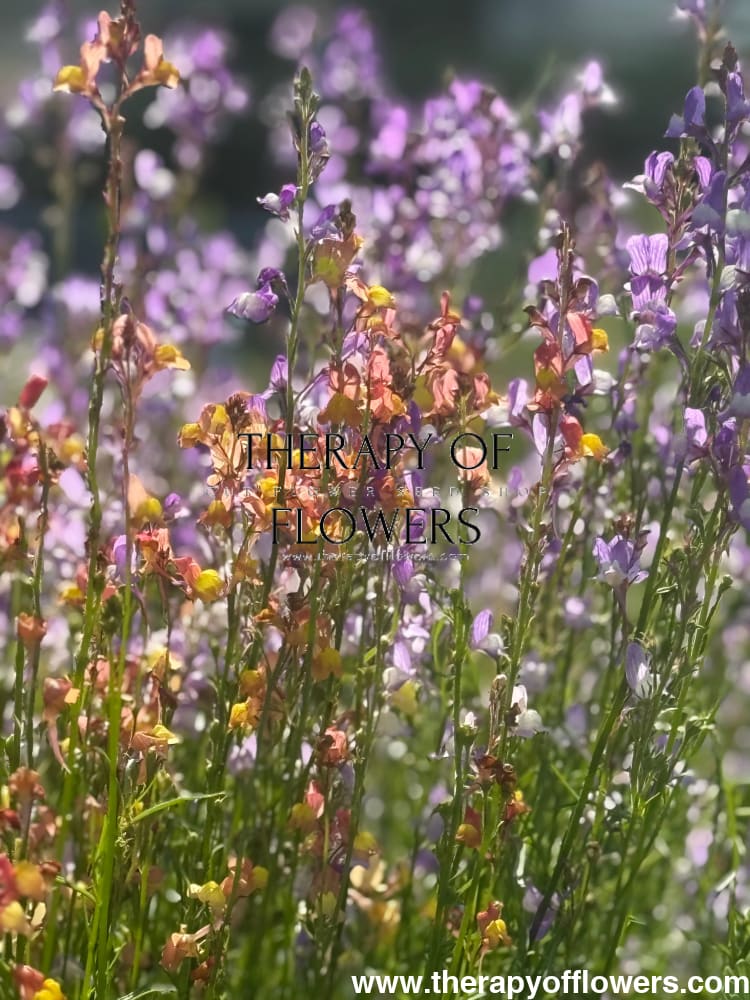 Linaria maroccana Licilia Azure | Toadflax Baby Snapdragon