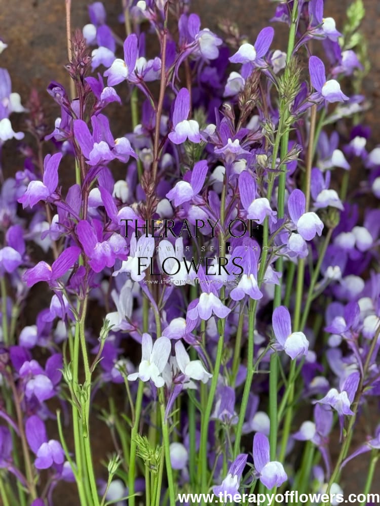 Linaria maroccana Licilia Azure | Toadflax Baby Snapdragon