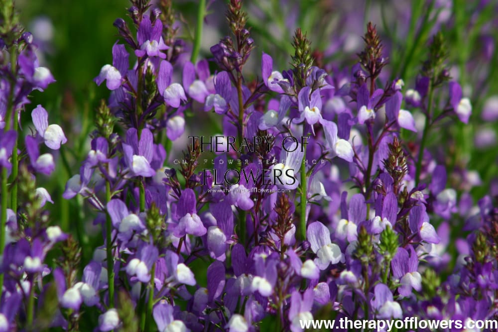 Linaria maroccana Licilia Azure therapyofflowers.com