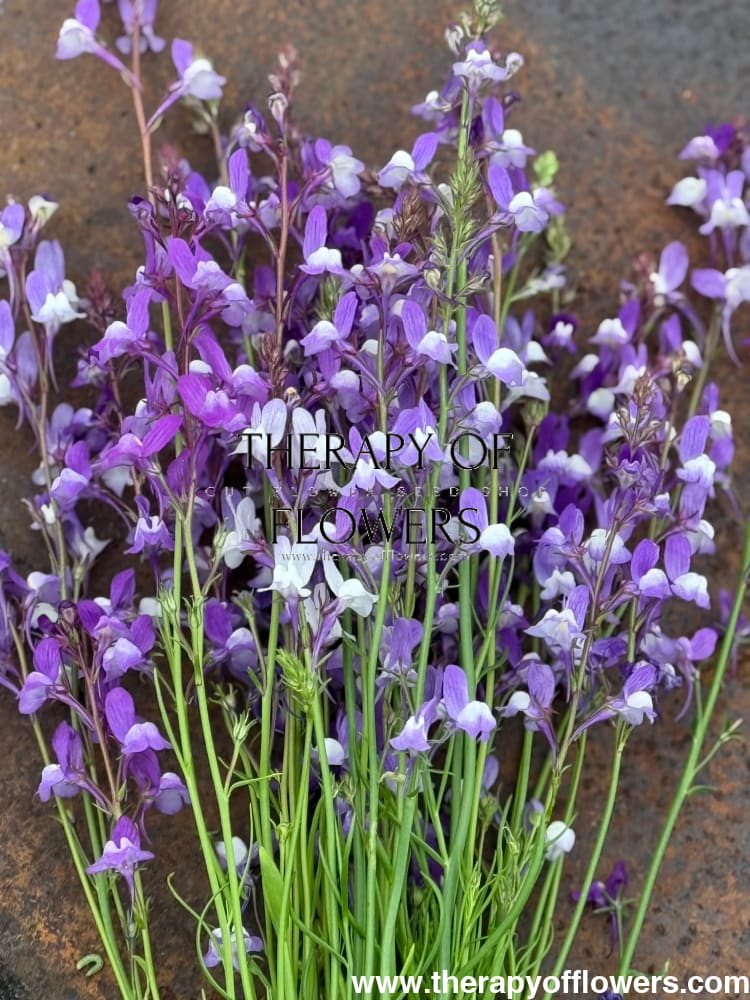 Linaria maroccana Licilia Azure | Toadflax therapyofflowers.com