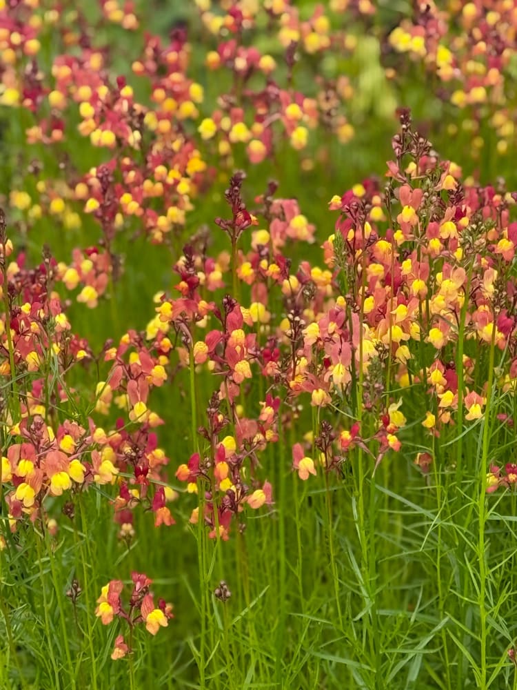 Linaria maroccana Licilia Peach | Toadflax therapyofflowers.com