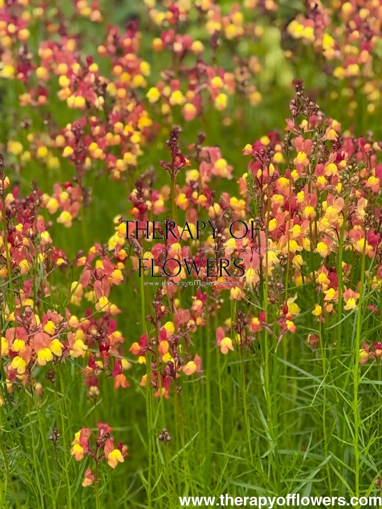 Linaria maroccana Licilia Peach | Fast-Growing Toadflax for