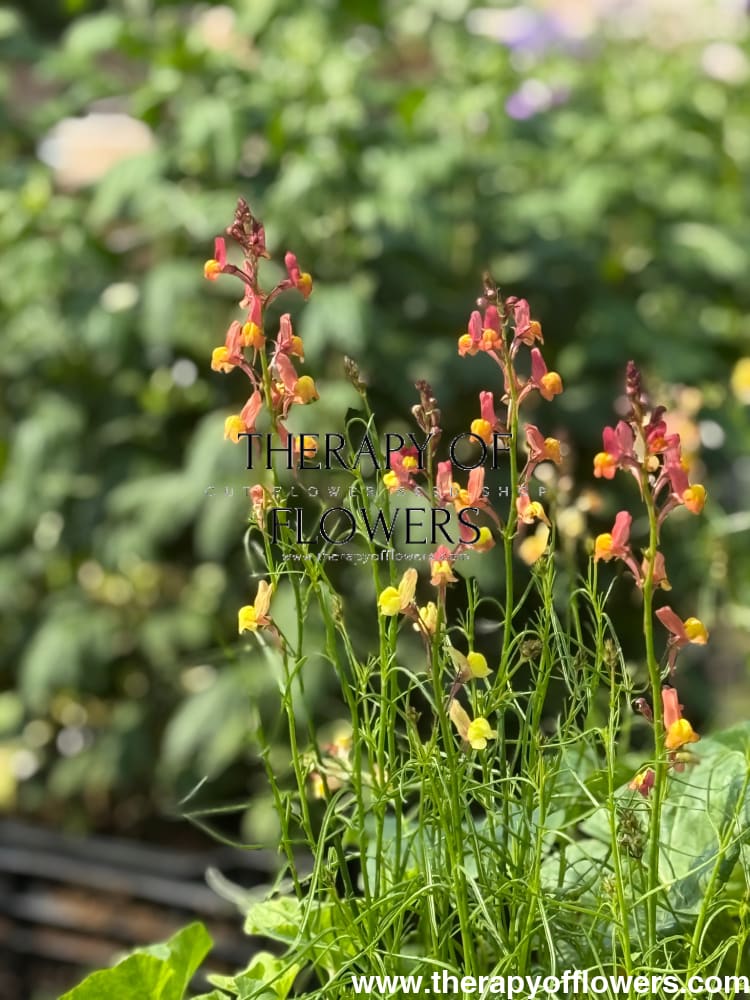 Linaria maroccana Licilia Peach | Toadflax therapyofflowers.com