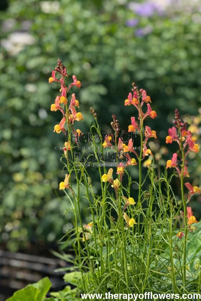 Linaria maroccana Licilia Peach | Toadflax therapyofflowers.com