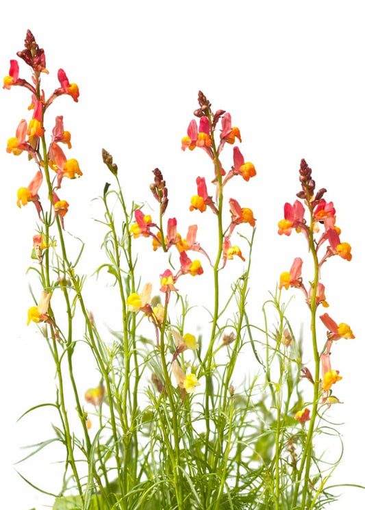 Linaria maroccana Licilia Peach | Toadflax therapyofflowers.com