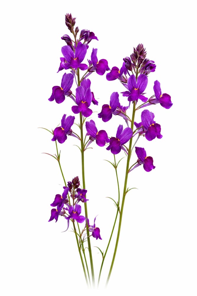 Linaria maroccana Licilia Violet | Deep Violet-Blue Toadflax Seeds ...