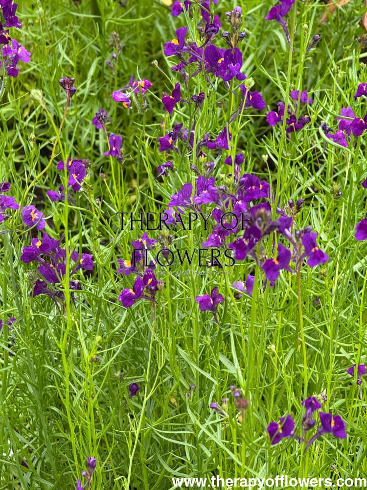 Linaria maroccana Licilia Violet | Deep Violet-Blue Toadflax Seeds ...