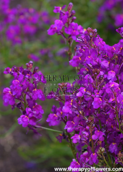 Linaria maroccana Licilia Violet | Toadflax - 0.1 gram / 50 - 60 cm / Deep Violet-Blue - seeds