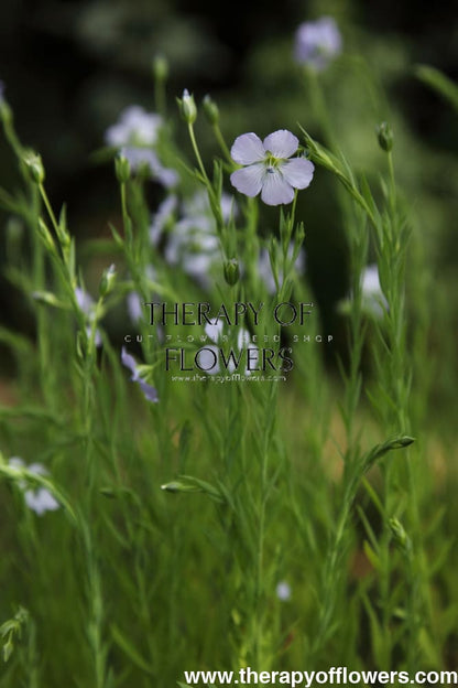 Linum usitatissimum | Bubble Flax therapyofflowers.com