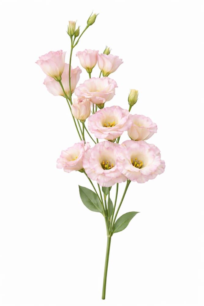 Lisianthus Arena Champagne III | Pelleted - 20 Pelleted seeds / 80-100 cm / Champagne - Seeds