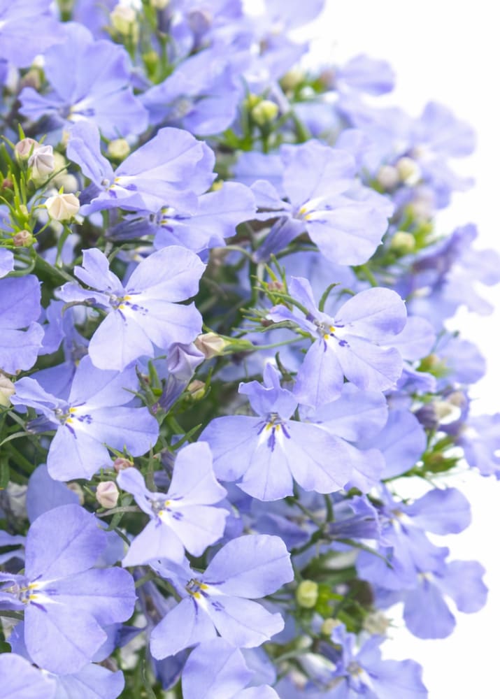 Lobelia erinus Riviera Blue Sky: Early flowering, compact habit perfect ...