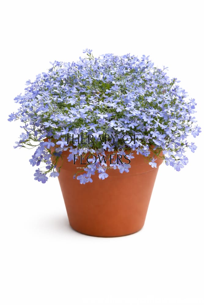Lobelia erinus Riviera Blue Sky | Garden Lobelia therapyofflowers.com