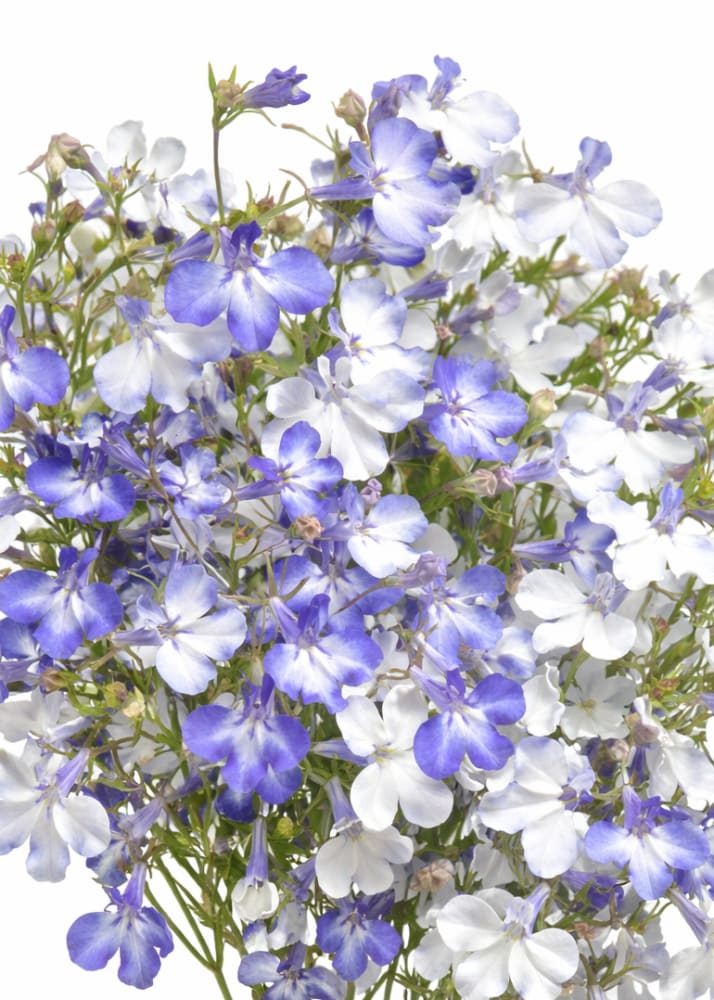 Lobelia Riviera Blue Splash: Upright Blooms all season Full shade to ...