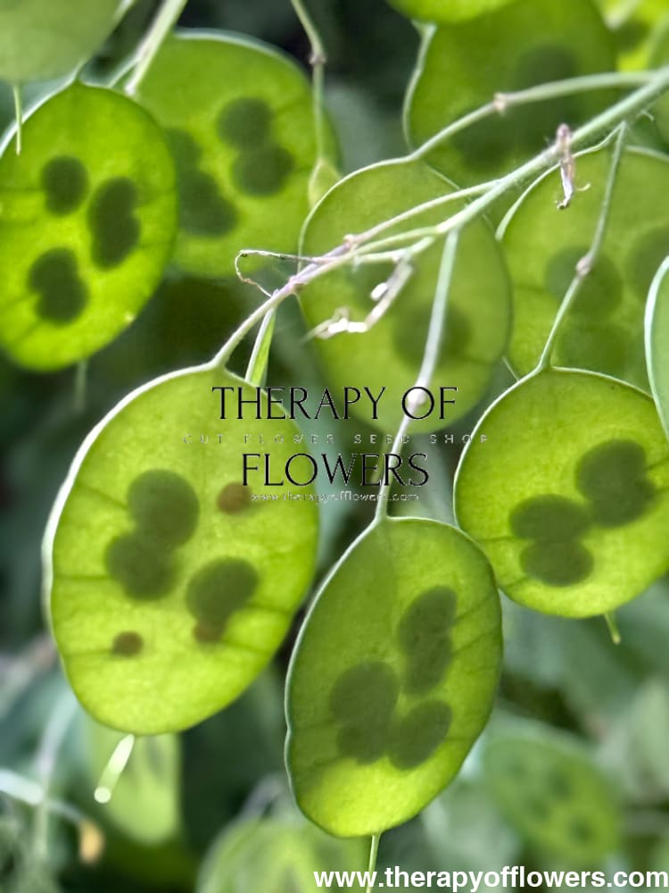 Lunaria annua Alba | White Honesty | Money Plant therapyofflowers.com