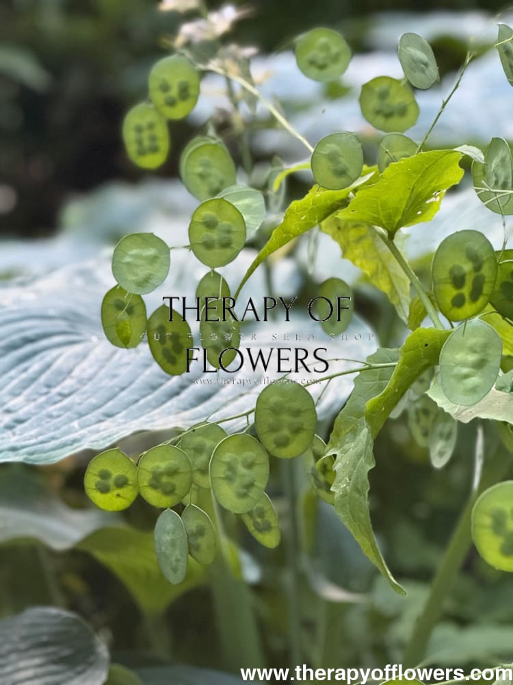 dried lunaria money plant Lunaria annua 'Alba'