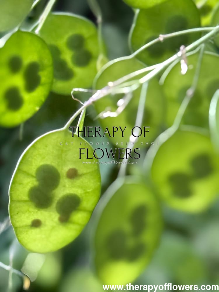 money plant white spots on leaves Lunaria annua 'Alba'
