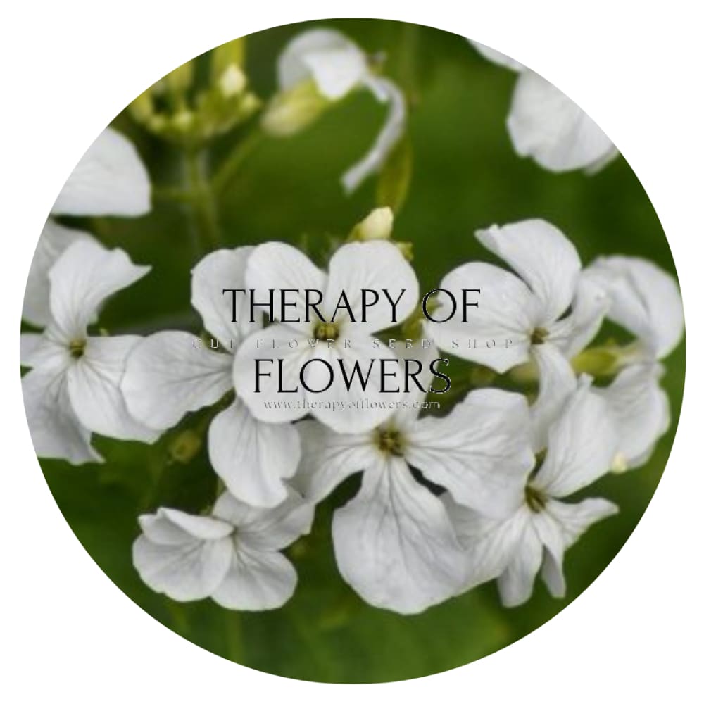 money plant white flower Lunaria annua 'Alba'