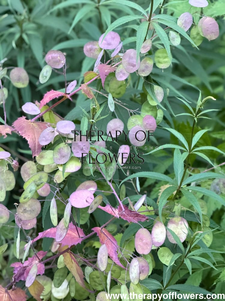 Lunaria annua Alba | White Honesty | Money Plant therapyofflowers.com