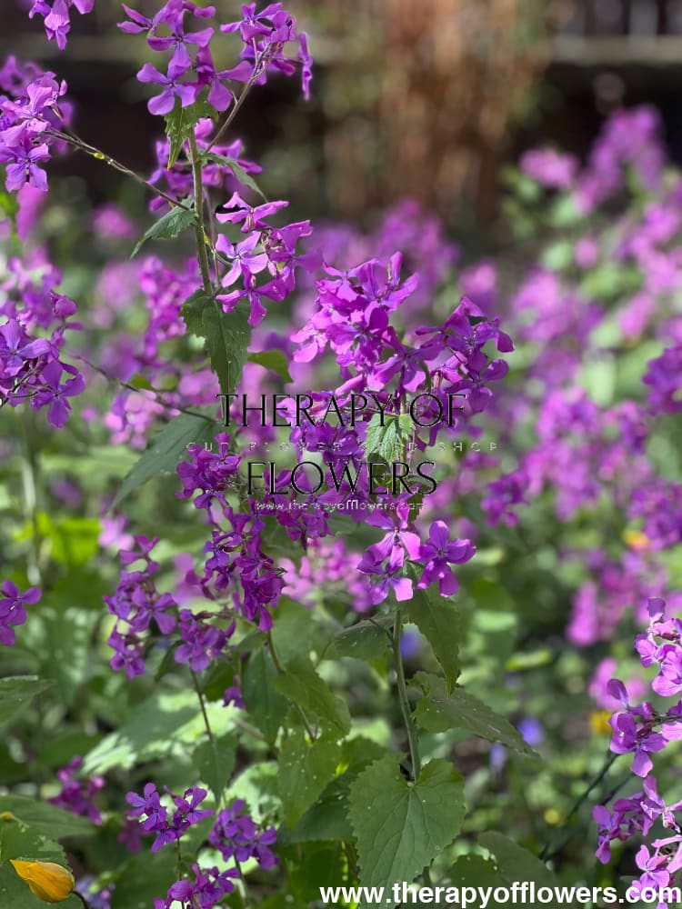 Lunaria annua Violet | White Honesty | Money Plant therapyofflowers.com