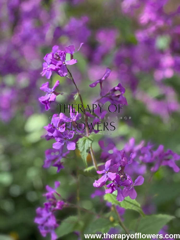 Lunaria annua Violet | White Honesty | Money Plant therapyofflowers.com
